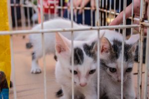 Lei oficializa Julho Dourado para promover saúde animal e prevenir zoonoses