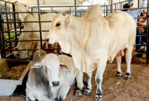 ICMS do gado é reduzido e prevê o fortalecimento da cadeia da carne bovina