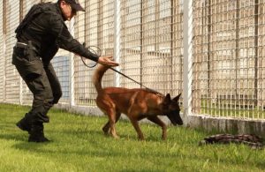 Cães de elite do GAPE reforçam atuação na segurança no sistema prisional